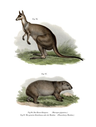 Eastern Grey Kangaroo by German School
